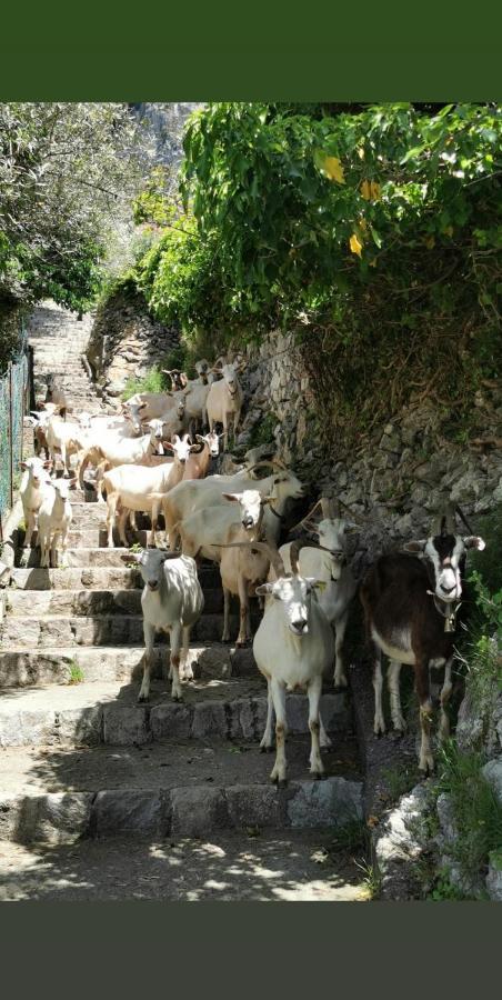 Estate4Home - Goat Path Positano Eksteriør bilde